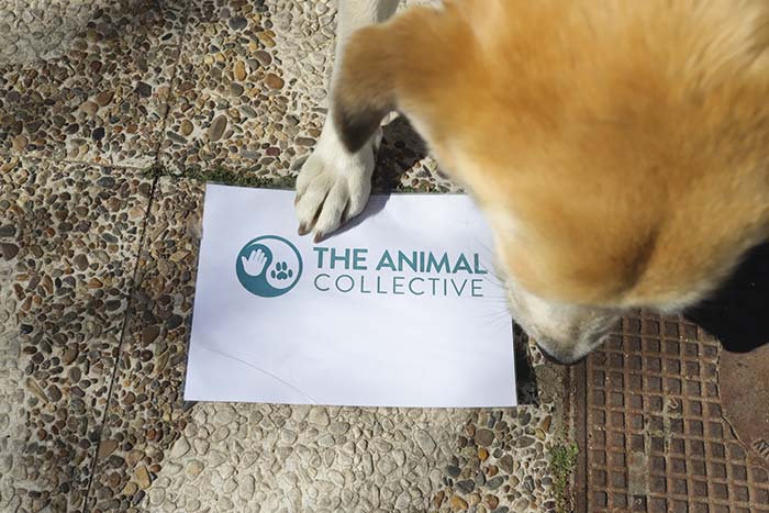 'The Animal Collective' La Línea