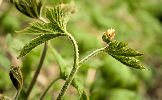 Goldenseal
