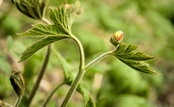 Goldenseal 