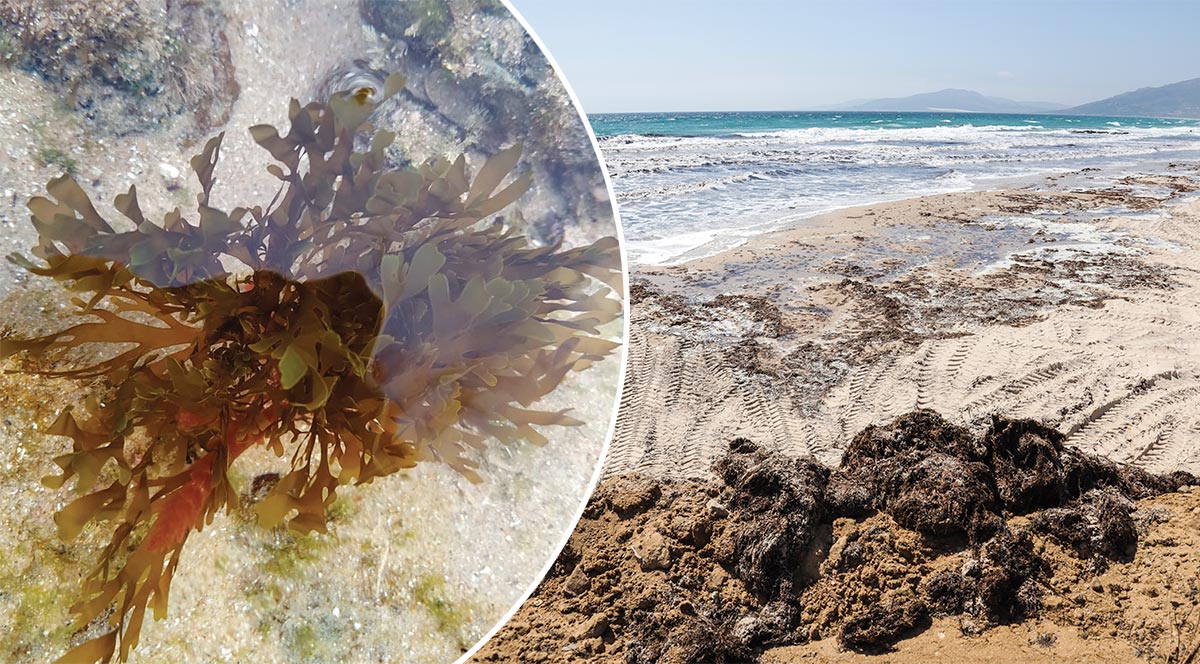 rugulopteryx-okamurae-the-invasive-seaweed-from-asia